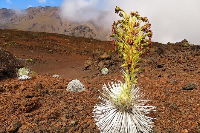 Haleakala Sunrise Best Guided Bike Tour with Bike Maui - The Ride Down: Maui’s Most Famous Switchbacks