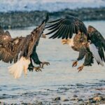 Half-Day Chilkat Bald Eagle Preserve Float Tour - Key Points
