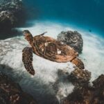 Half-Day Deluxe Molokini Snorkel Excursion in Maui - Final Thoughts