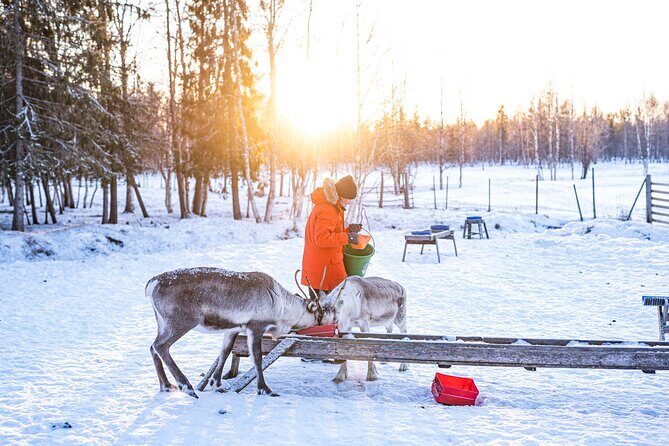 Half-Day Experience in Local reindeer farm in Lapland - The Photos: Capturing Your Lapland Memories