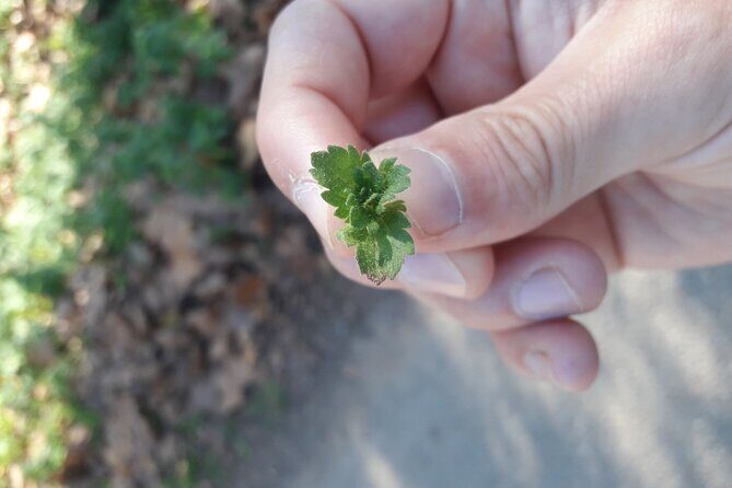 Half Day Gastronomic Wild Walk in Girona - Final Thoughts