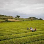 Half day Gorreana - Pedestrian Walk and Tea Tasting (Min. 2 persons) - What the Tour Offers: A Closer Look