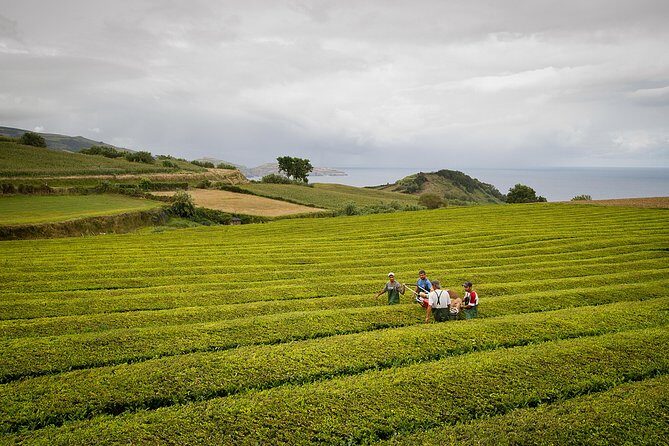 Half day Gorreana - Pedestrian Walk and Tea Tasting (Min. 2 persons) - What the Tour Offers: A Closer Look