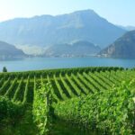 Half-Day Lake Lucerne Country Walk - FAQ: Your Quick Guide to the Lake Lucerne Country Walk