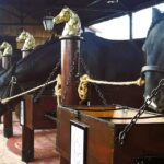 Half-day Lusitanian Horses & Photography Museum private tour - What It’s Like on the Ground