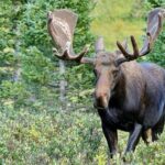 Half-Day Rocky Mountain National Park "Lake and Meadows Tour" - Final Thoughts
