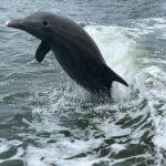 Half Day Shelling Dolphin Eco Tour in 10 000 Island and Marco - What Makes This Tour Stand Out?