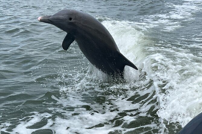 Half Day Shelling Dolphin Eco Tour in 10 000 Island and Marco - What Makes This Tour Stand Out?