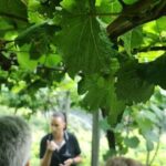 Half-Day Small-Group Wine Tour in Madeira - Who Should Consider This Tour?