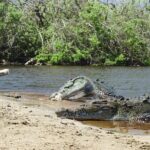 Half-Day Tour to Ventanilla, Mazunte, Zipolite and Puerto Angel - Who Is This Tour Best Suited For?