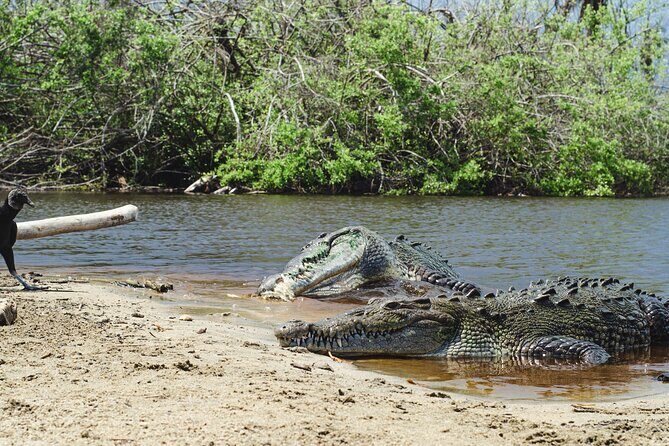 Half-Day Tour to Ventanilla, Mazunte, Zipolite and Puerto Angel - Who Is This Tour Best Suited For?