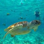 Half-Day Underwater World Tour - What’s Included and What’s Not