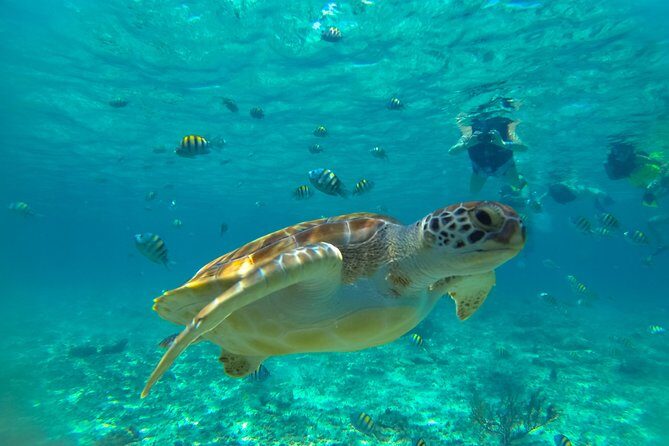 Half-Day Underwater World Tour - What’s Included and What’s Not