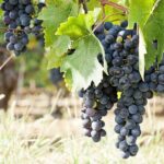 Half Guided e-bike tour with lunch break - The Ride Back and Villa Del Poggio