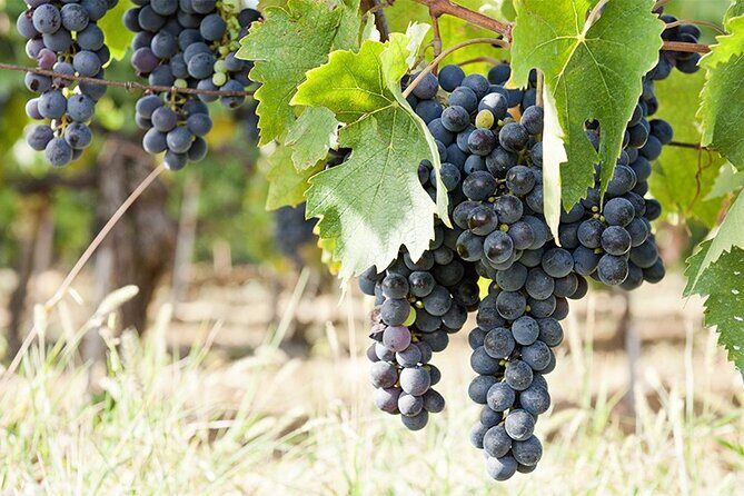 Half Guided e-bike tour with lunch break - The Ride Back and Villa Del Poggio