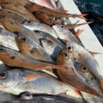 Half-seabed or rod fishing tour with bolentino - Practical Details & How It Adds Up