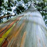 Halfway to Hana Tour of Maui Black Sand Beach Waterfalls Turtles - Keanae Arboretum