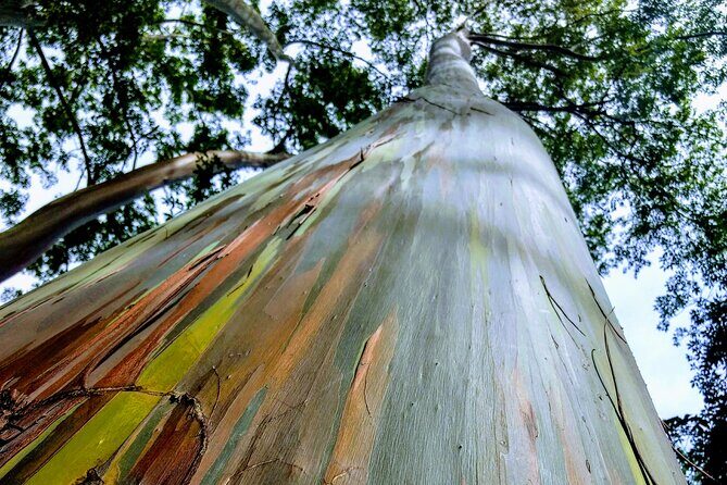 Halfway to Hana Tour of Maui Black Sand Beach Waterfalls Turtles - Keanae Arboretum