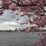 Hamburg Van Tour - Spring Special - The Itinerary Breakdown