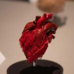 Hanau: Your ticket to the BODY WORLDS exhibition - A look at the exhibits and what youll see