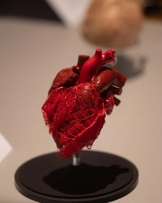 Hanau: Your ticket to the BODY WORLDS exhibition - A look at the exhibits and what youll see