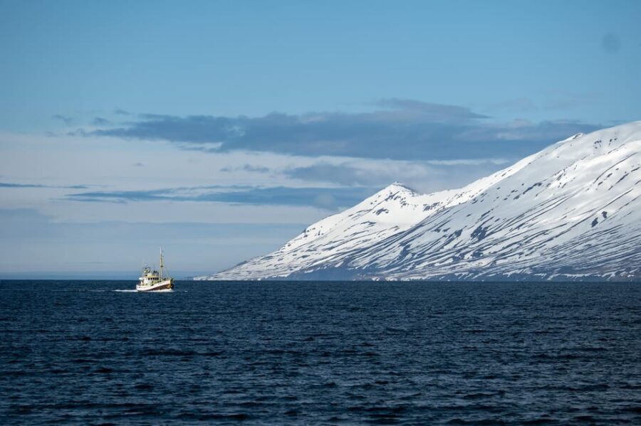 Hauganes: Whale Watching North Iceland - Who Is This Tour Best For?