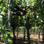 Have a cooking lesson with a local chef at the base of Mt. Vesuvius vineyard - The Practical Side: Details That Matter