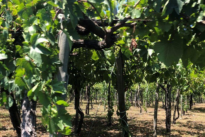 Have a cooking lesson with a local chef at the base of Mt. Vesuvius vineyard - The Practical Side: Details That Matter