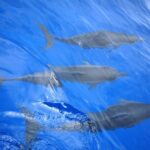 Hawaiian Sail and Snorkel in Kailua-Kona, Hawaii - Final Thoughts: Is It Worth It?