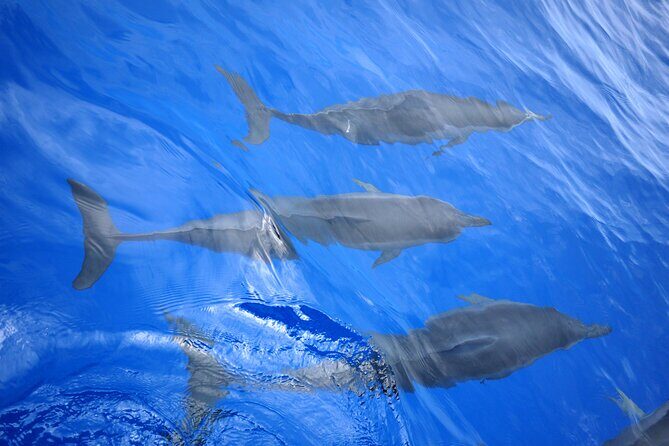 Hawaiian Sail and Snorkel in Kailua-Kona, Hawaii - Final Thoughts: Is It Worth It?