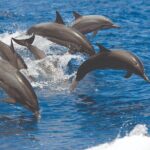 Hawaiian Sea Turtles and Snorkeling Experience in Kona with Lunch - Setting Sail on Kona’s Waterways