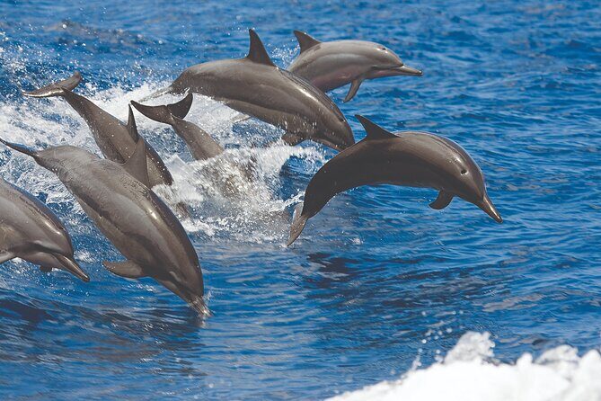 Hawaiian Sea Turtles and Snorkeling Experience in Kona with Lunch - Setting Sail on Kona’s Waterways