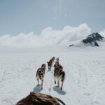 Helicopter Glacier & Dog Sledding Adventure Tour - Pricing and Value Analysis