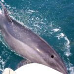 Hello Dubrovnik: Blue Cave Tour 4h - All Inclusive - Authentic Feedback from Travelers