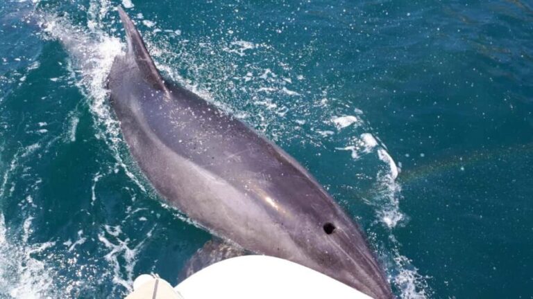 Hello Dubrovnik: Blue Cave Tour 4h - All Inclusive - Authentic Feedback from Travelers