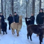 Helsinki: Alpaca Farm Tour with Guided Walk (private) - Final thoughts: Is it worth it?