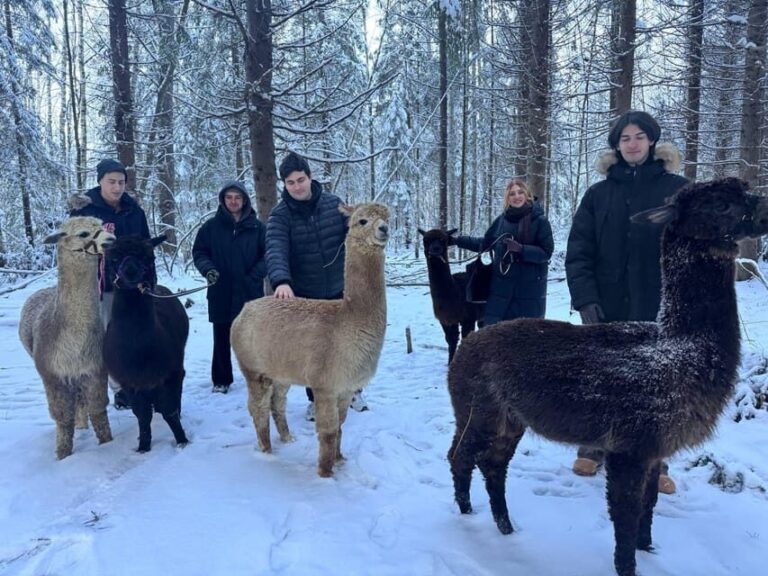 Helsinki: Alpaca Farm Tour with Guided Walk (private) - Final thoughts: Is it worth it?