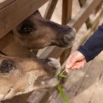 Helsinki: Buggy Ride, Reindeer Farm Visit, and Picnic - Practical Aspects and What to Know