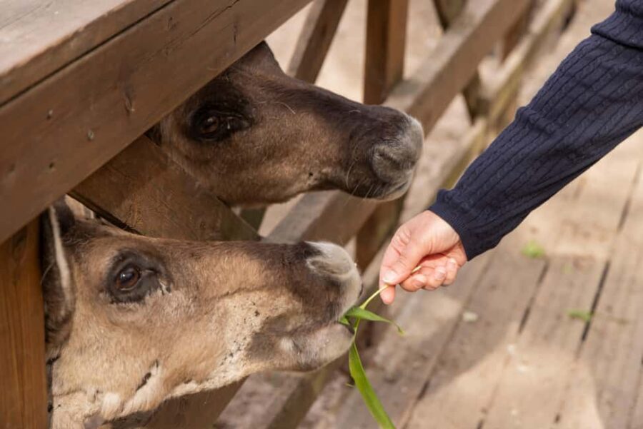 Helsinki: Buggy Ride, Reindeer Farm Visit, and Picnic - Practical Aspects and What to Know