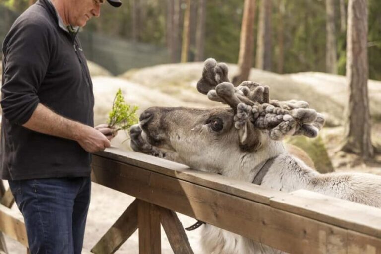 Helsinki: Reindeer Park and Horse Stable Private Tour - How This Tour Fits Into Your Helsinki Trip