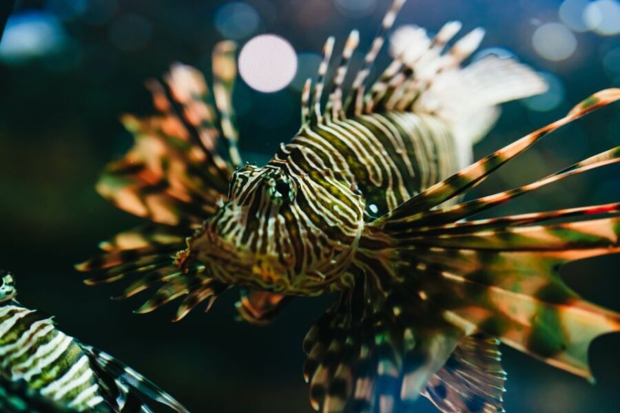 Heraklion Area: CRETAquarium Admission Ticket - What to Expect at Cretaquarium