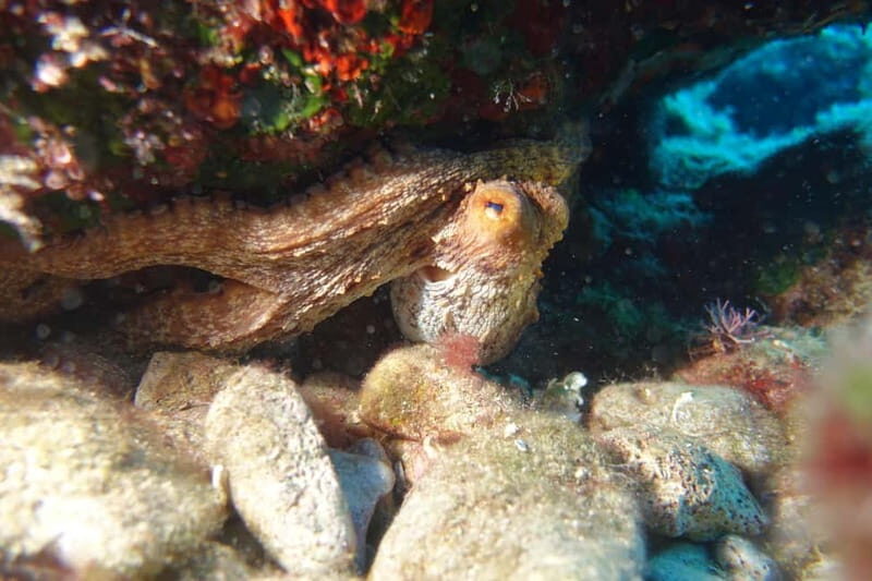 Heraklion: Basic Diver for Beginners - The Itinerary in Detail