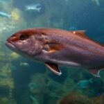 Heraklion: Family Fun Day with Dinosauria and CRETAquarium - Transportation and Practicalities