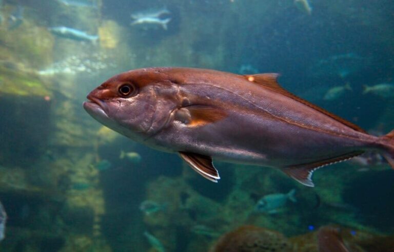 Heraklion: Family Fun Day with Dinosauria and CRETAquarium - Transportation and Practicalities