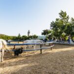 Heraklion: Finikia Horse Riding Tour with Lunch or Dinner - The Experience: Why It’s Special