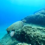Heraklion: Scuba Diving Experience for First-Timers - The Experience in Detail