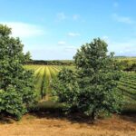 Herdade Canal Caveira Winery Visit with TOP5 Wines & Tapas - Getting to Know the Herdade Canal Caveira Experience