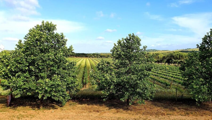 Herdade Canal Caveira Winery Visit with TOP5 Wines & Tapas - Getting to Know the Herdade Canal Caveira Experience