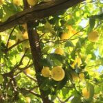 Hidden Lemon Tour & Tasting in the Amalfi Organic Lemon Farm - What Travelers Are Saying