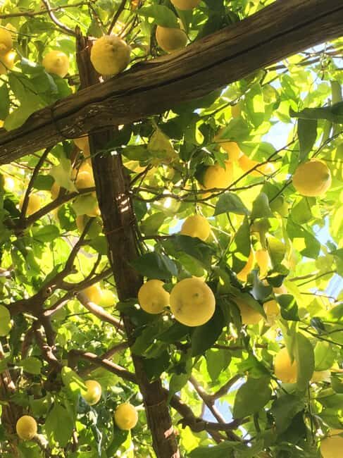 Hidden Lemon Tour & Tasting in the Amalfi Organic Lemon Farm - What Travelers Are Saying